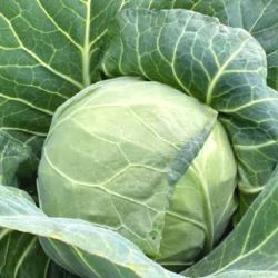 Kapusta Senna F1 2500 nasion st